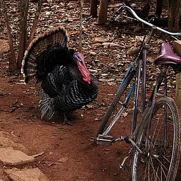 Cranksgiving
