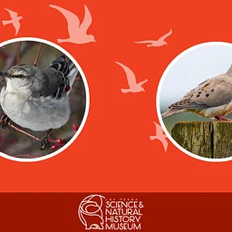 Make a Bird Feeder Workshop