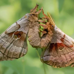 Mothing