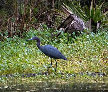 Early Morning Bird Walk – Hampton Park