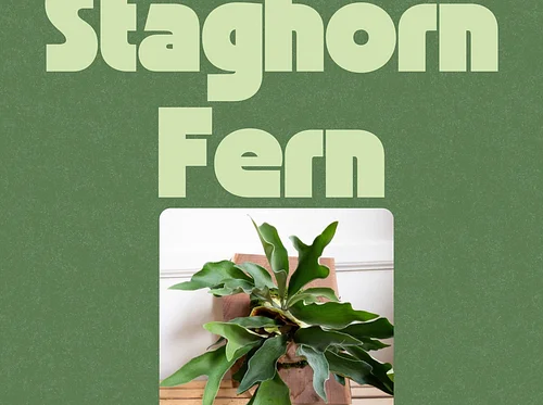 MASON - Mounted Staghorn Fern Class