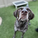 Pointer Meet Up