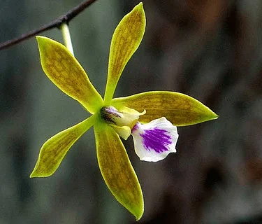 Orchids Are For Everyone Potting Workshop: Fragrant Orchids