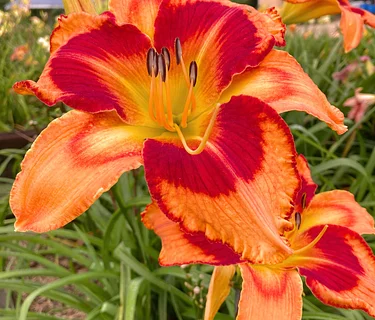 Daylily Gardening Master Series