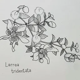 Pen & Ink Botanical Sketching
