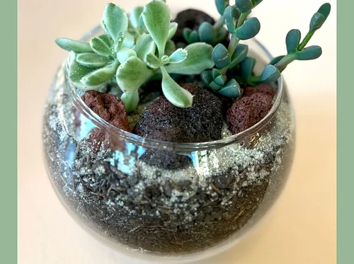 Be Mellow Succulent Terrariums