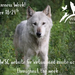 Wolf Awareness Week