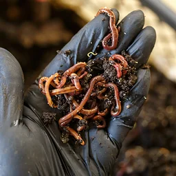 In-Ground Composting With Worms Workshop