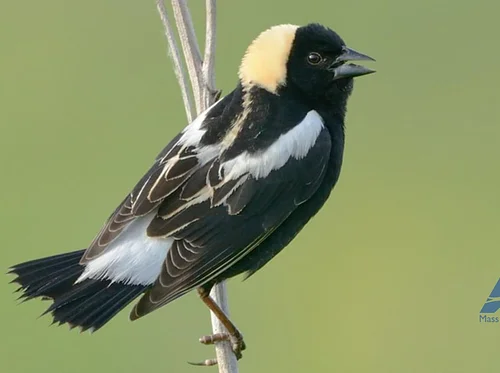 Birding with Mass Audubon | Spring Migration
