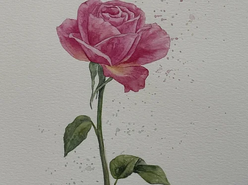 Watercolor: A Pink Rose