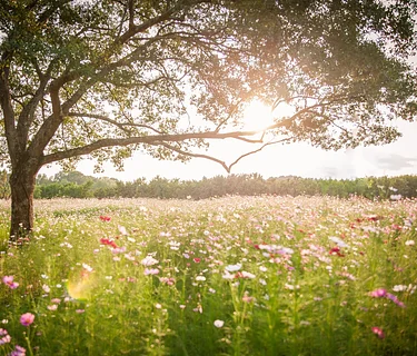 Seasonal Intentions Workshop