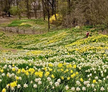 Daffodil Day Festival