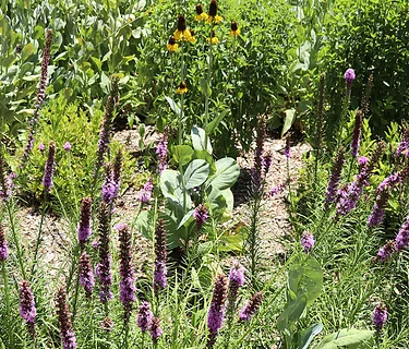 Plants and People: Horticulture and Infrastructure