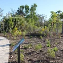 Love Sanibel Back: Puschel Preserve Community Planting
