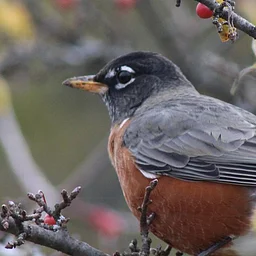 Accessible Birding