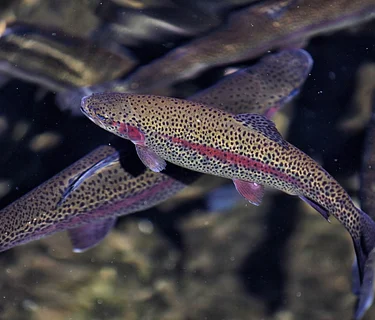 Fishes of the Southern Appalachians