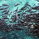 Summer Film Series: Water Life: A World of Water
