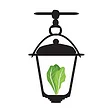 the Lantern