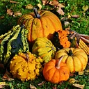 Thanksgiving Potluck with the Community