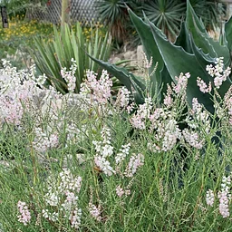 June Garden Tour