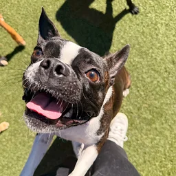 Annual Boston Terrier Meet Up