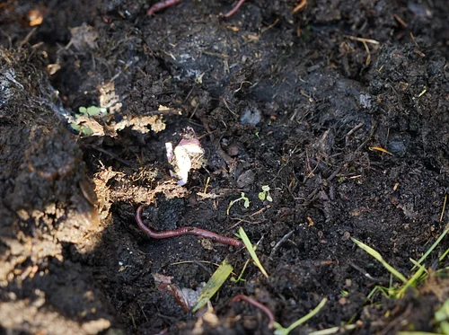 Composting Series: Compost in Nature
