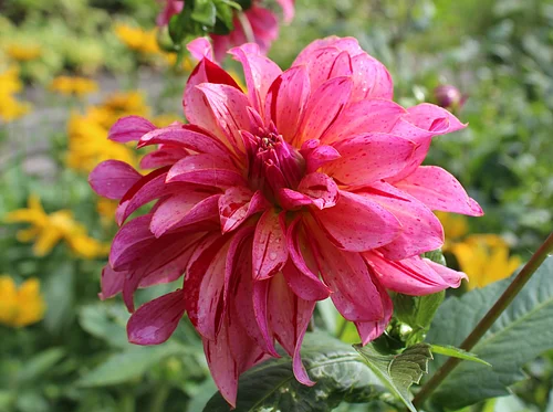 Dahlia Workshop
