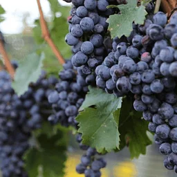BOH-jolais: A Harvest Wine Dinner