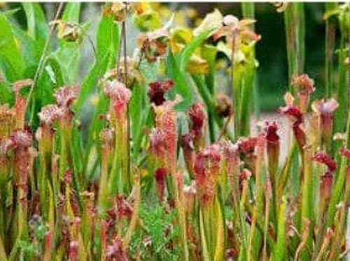 Nature Sunday: Plants that Eat!