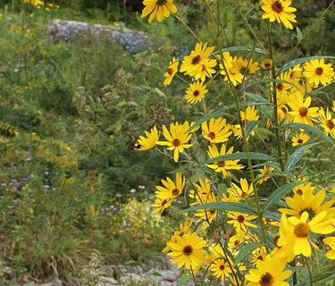 Embracing Natives: The Benefits of Native Landscaping in an Urban Environment