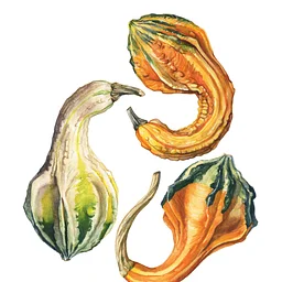 Pumpkin & Squash Show and Sale