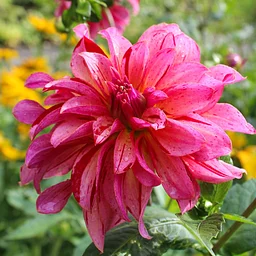 What's in Bloom Walking Tour