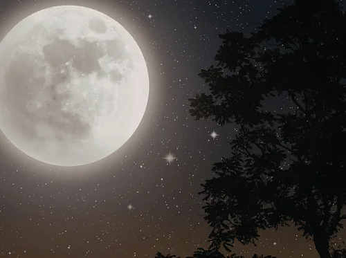 Full Moon Forest Bathing – Frick Park