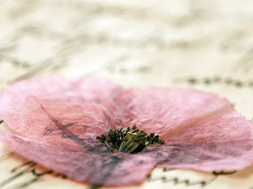 Garden to Vase: Modern Botanical Art