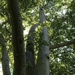 Wednesday Walk: Beeches & Beech Leaf Disease