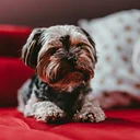 Community Dog Show at Stockbridge Library