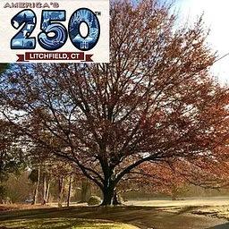 The Historic Trees of Litchfield Van Tour