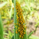 Plant Health Care