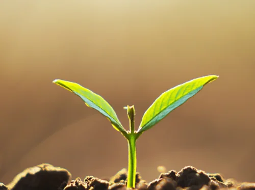 Gardening with Kids: The Power of the Sun