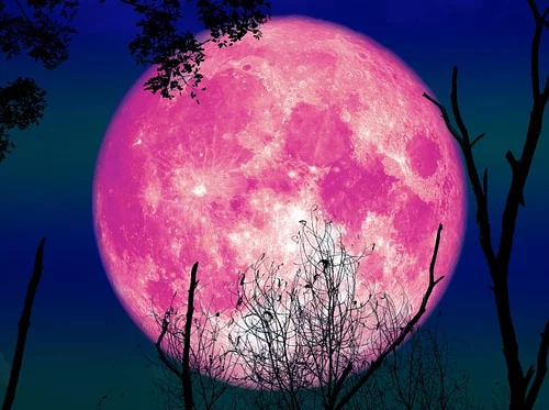 Full Pink Moon & Pine Forest Hike