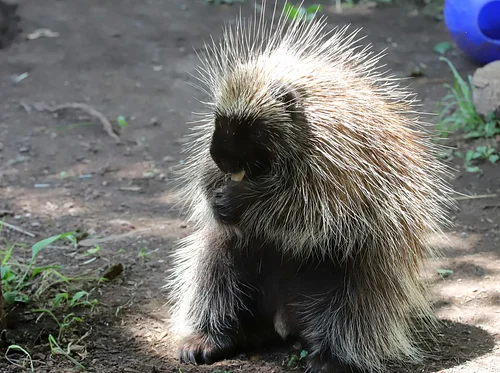 Nature Explorers – Native Species