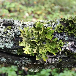 Lichens of the Alaska Botanical Garden
