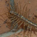 Bug Buddies: Household Bugs