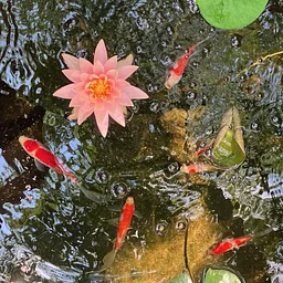 Asian Brush Painting: Water Lillies and Koi Fish