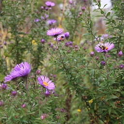 Aldo Leopold Nature Center