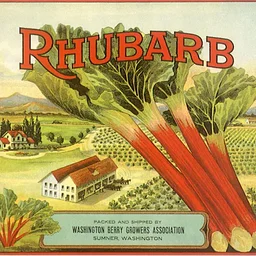 The Pandemic Pantry: Rhubarb Ruckus!