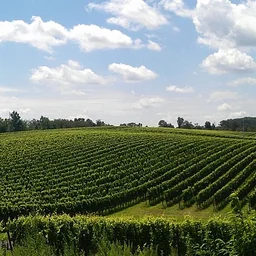 Black Ankle Vineyards