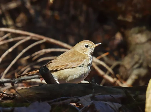 Evening Bird Walk (July 30)