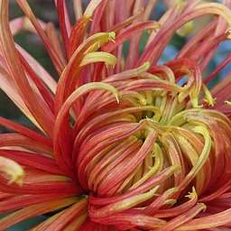 Festival of Fabulous Mums: Basic Floral Design with Patty Stimmel (Sat.)