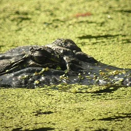 Alligator Adventure